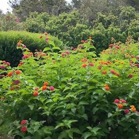 Villetta A 100 M Dal Mare * Stintino